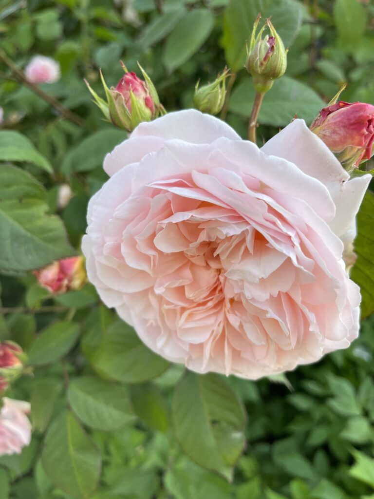 Atelier sur la femme: l'energie feminine, les plantes de la femme, création en terre