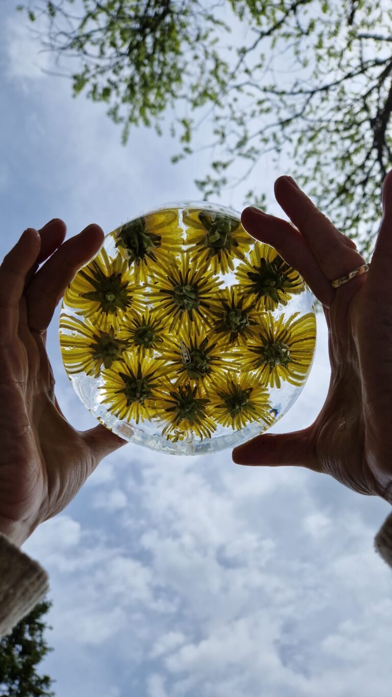 Je vous parle d'une plante: le pissenlit
